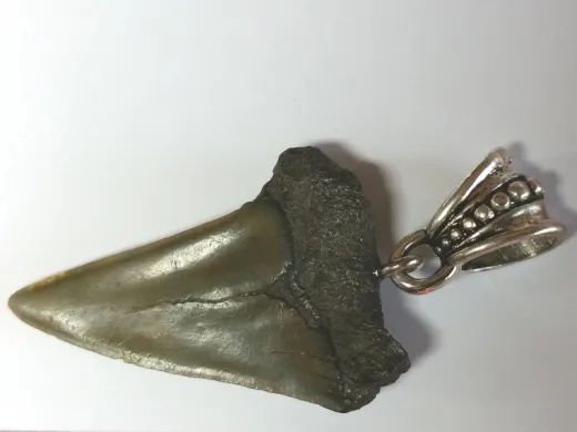 Fossiler Haizahn - Anhänger mit Metall Schlaufe HxB 32x22 mm