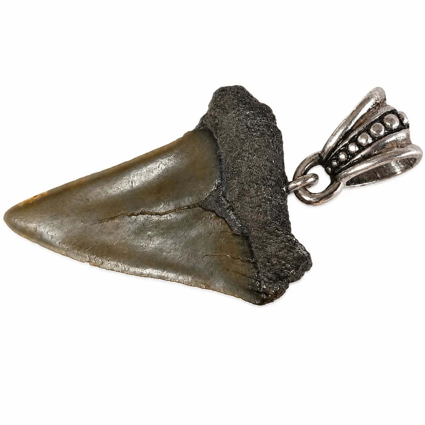 Fossiler Haizahn - Anhänger mit Metallschlaufe HxB 32x22 mm